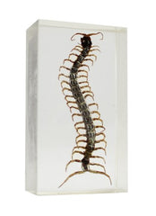 Bug Collector Case #1