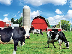 Cows on the Farm 300pc Colorluxe Puzzle