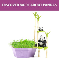 PlayMonster Wild Scenes Pandas' Bamboo Forest Grow & Play Kit