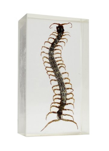 Bug Collector Case #1